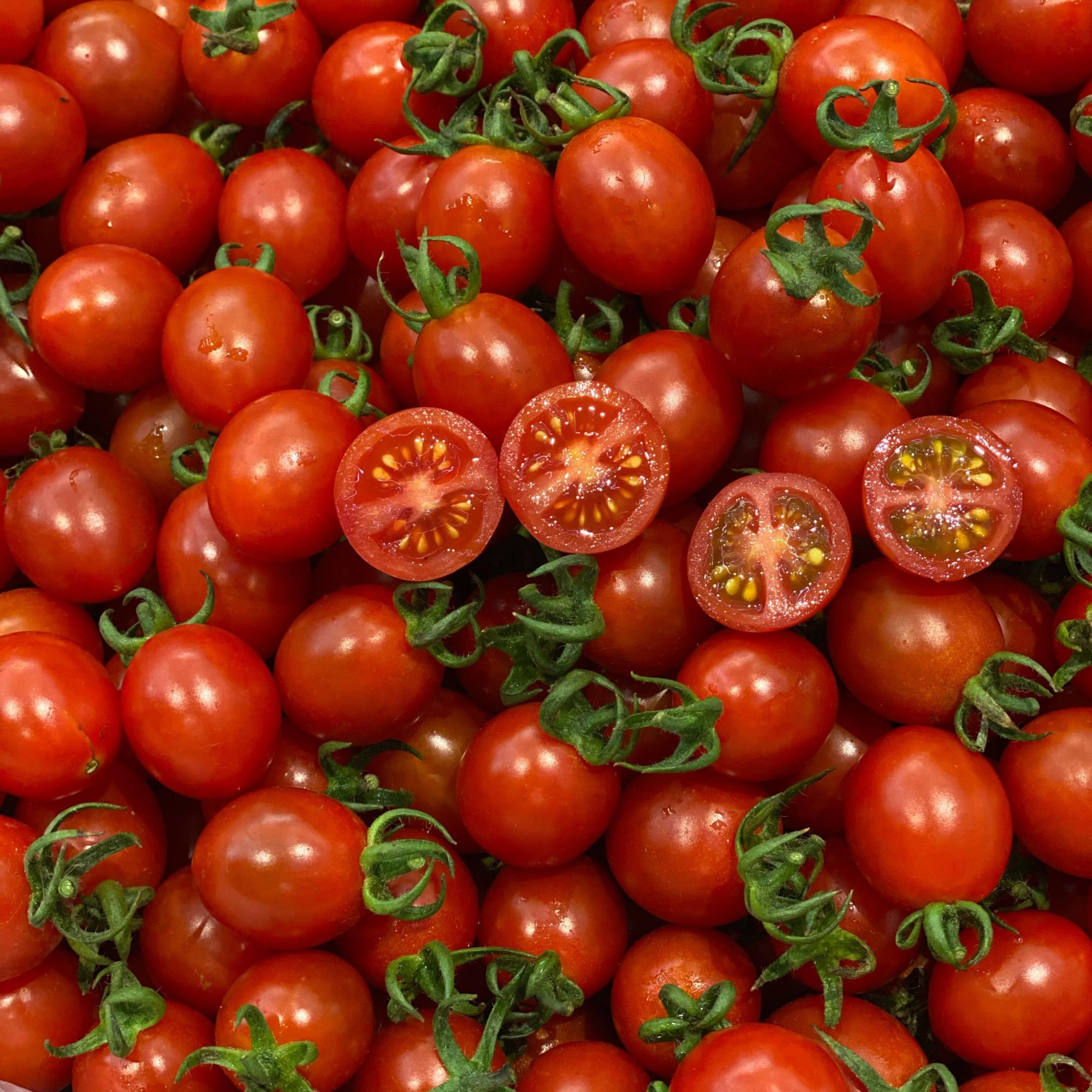 【帅帅媳妇专属】正宗平度釜山88小柿子大小果混装圣女果