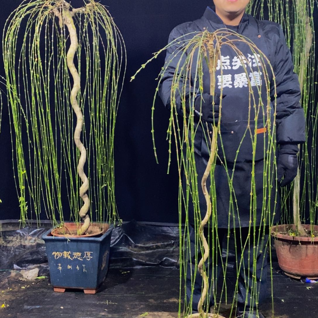 三台迎春，一物一拍，