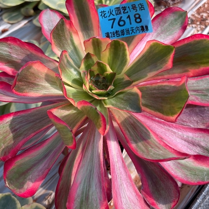 红魔女7618多肉植物