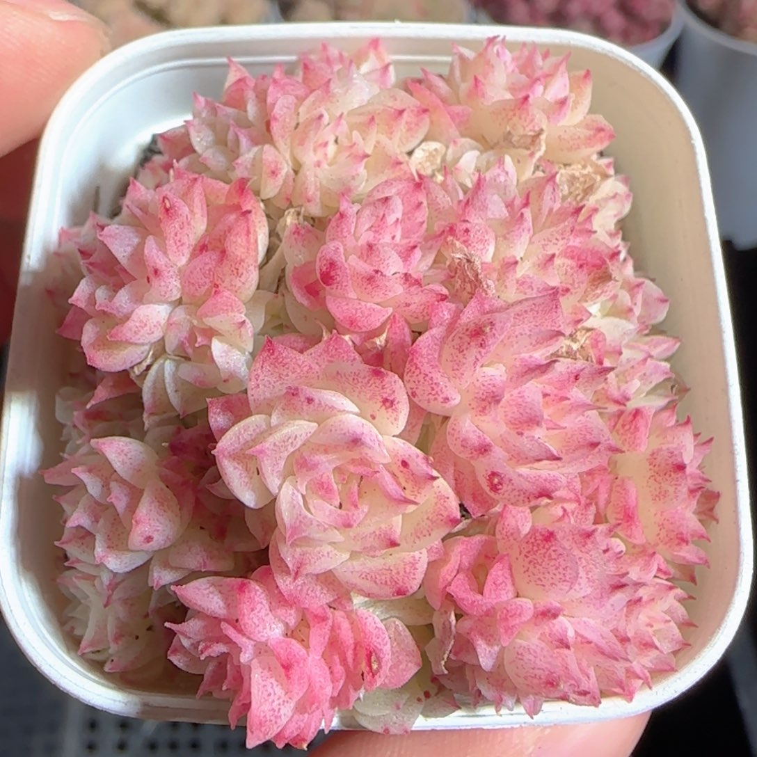 多肉1225-194优选麦秆群