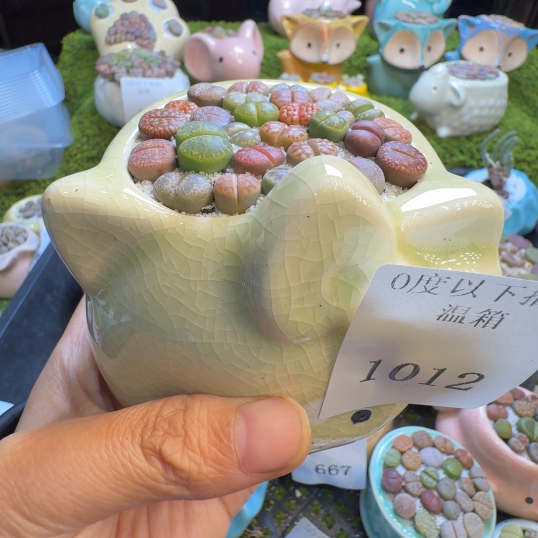 阿***师多肉植物福利冲1012