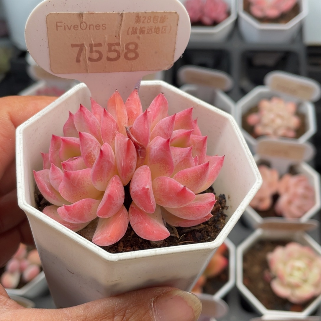 卡洛琳7558-5.0厘米