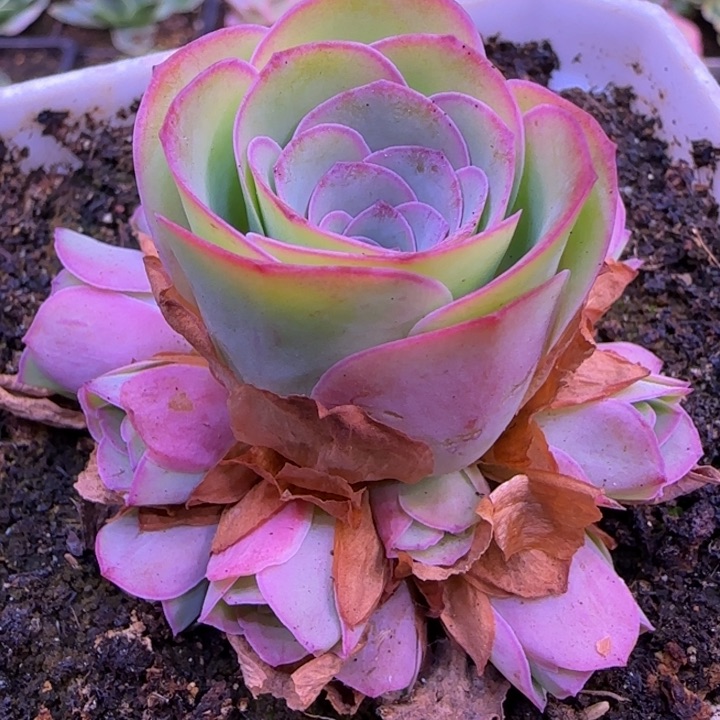 捧花6厘米14353437676767