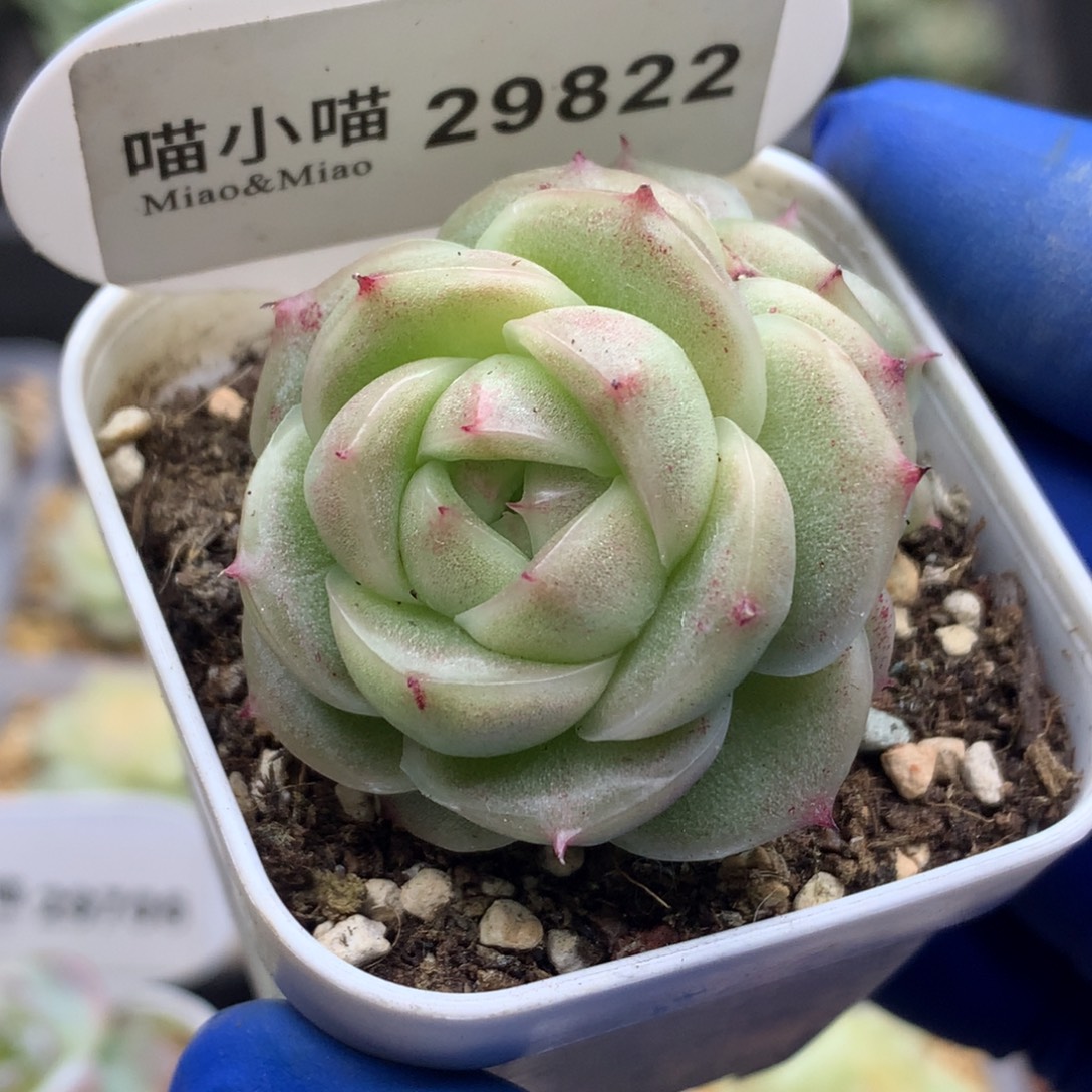 多肉植物杂交珍妮