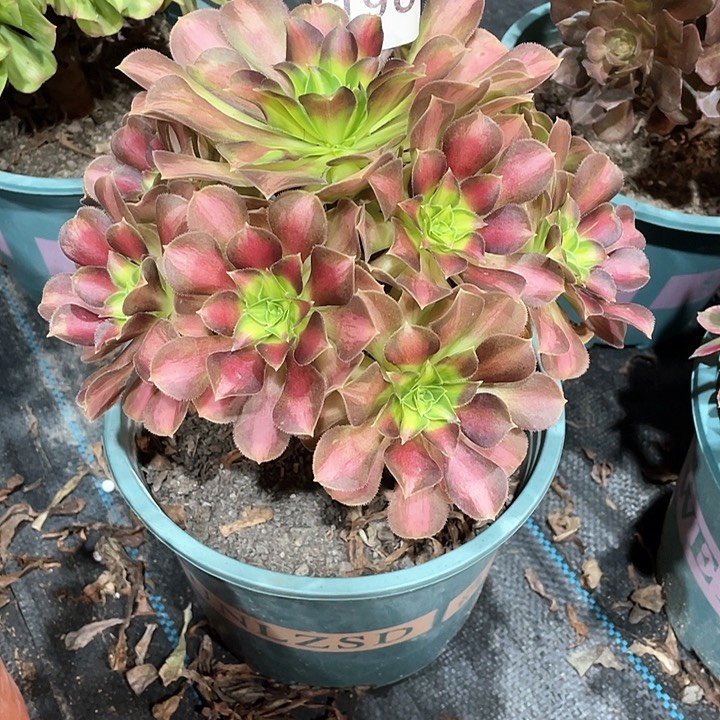 韶华196    冠幅20