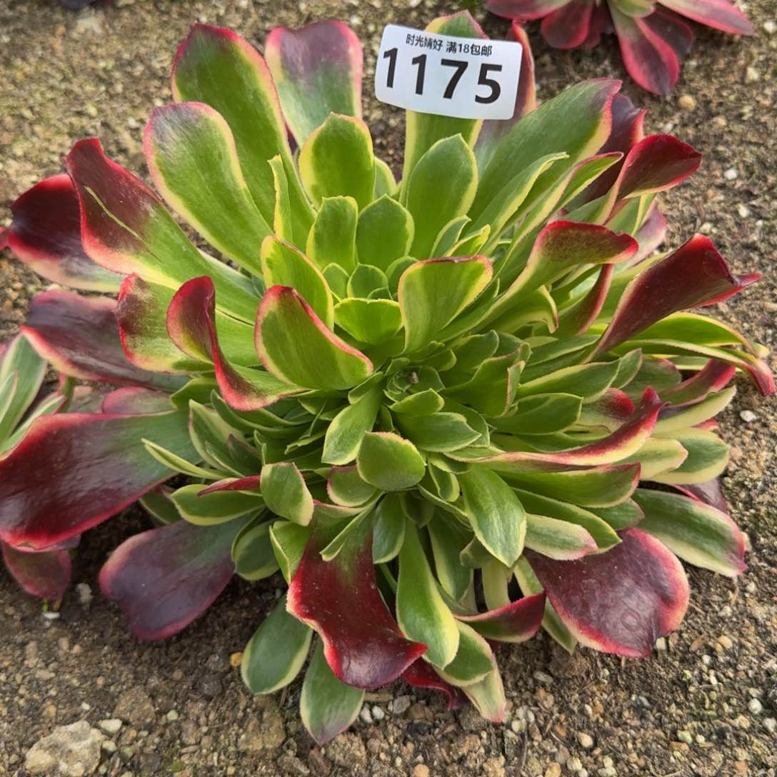 1175 特斯拉。多肉植物