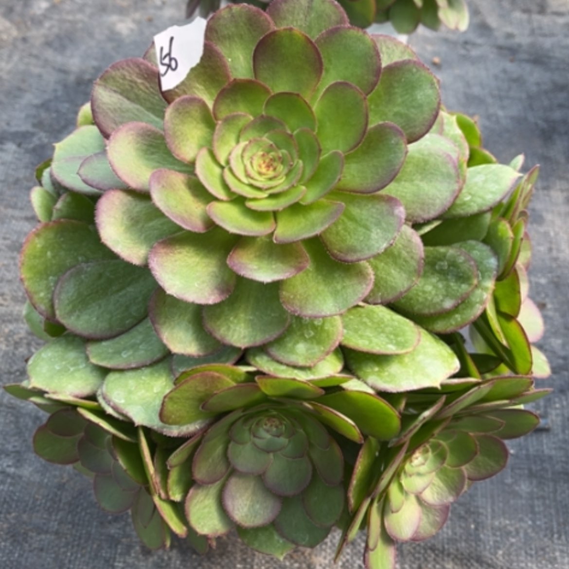 【闪购商品】56莎啦碗多肉法师