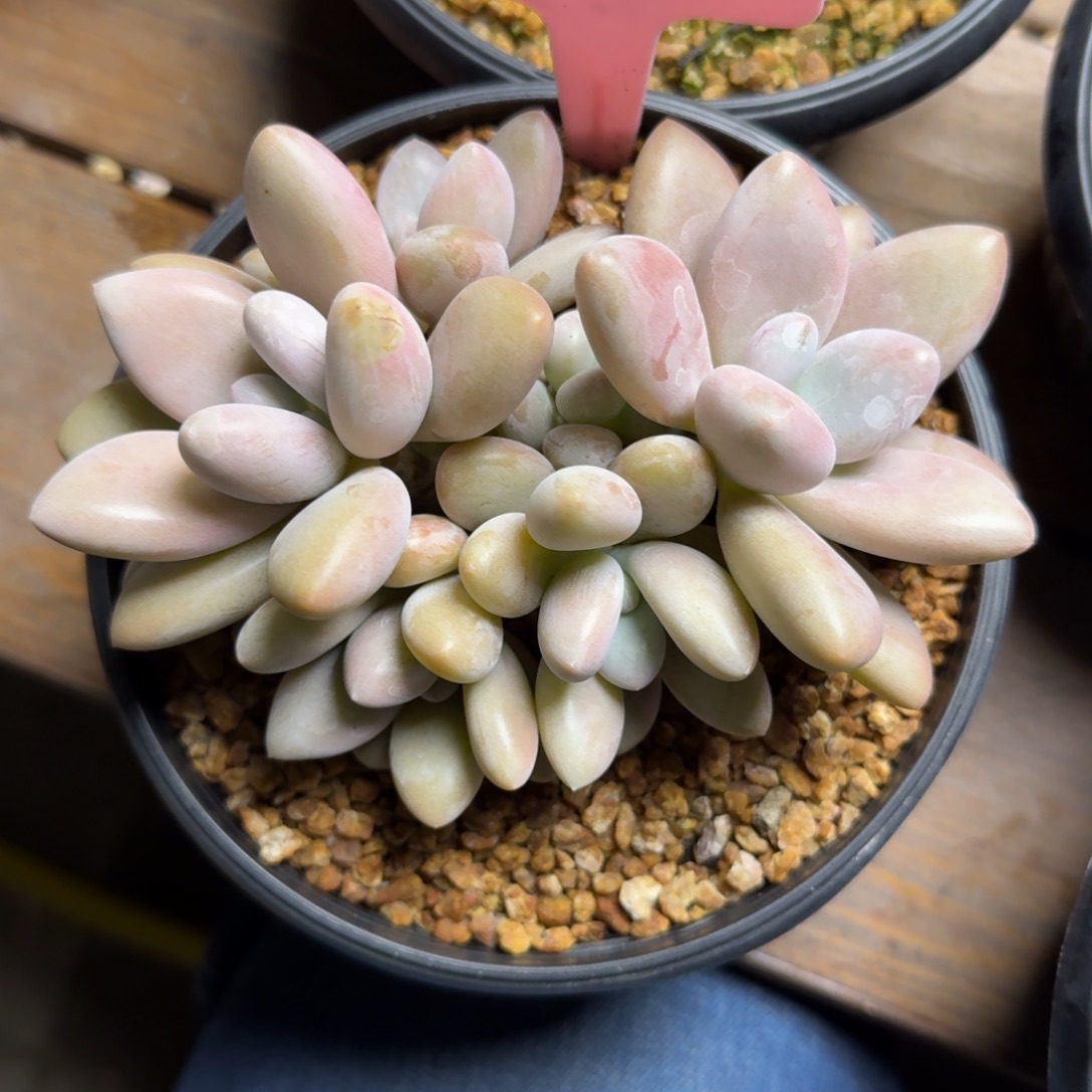 原始虞美人2222222222222222