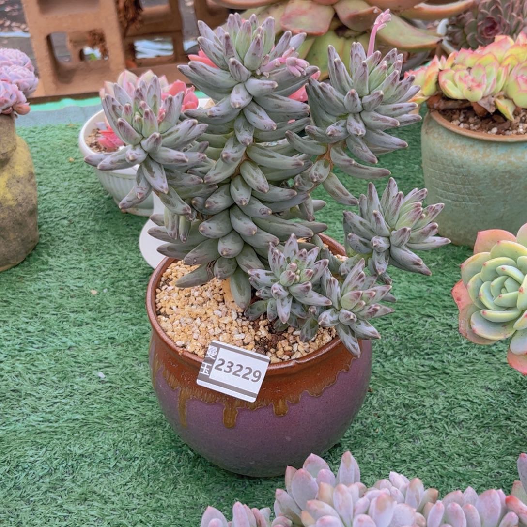 小****乌拉克拉多肉植物23229