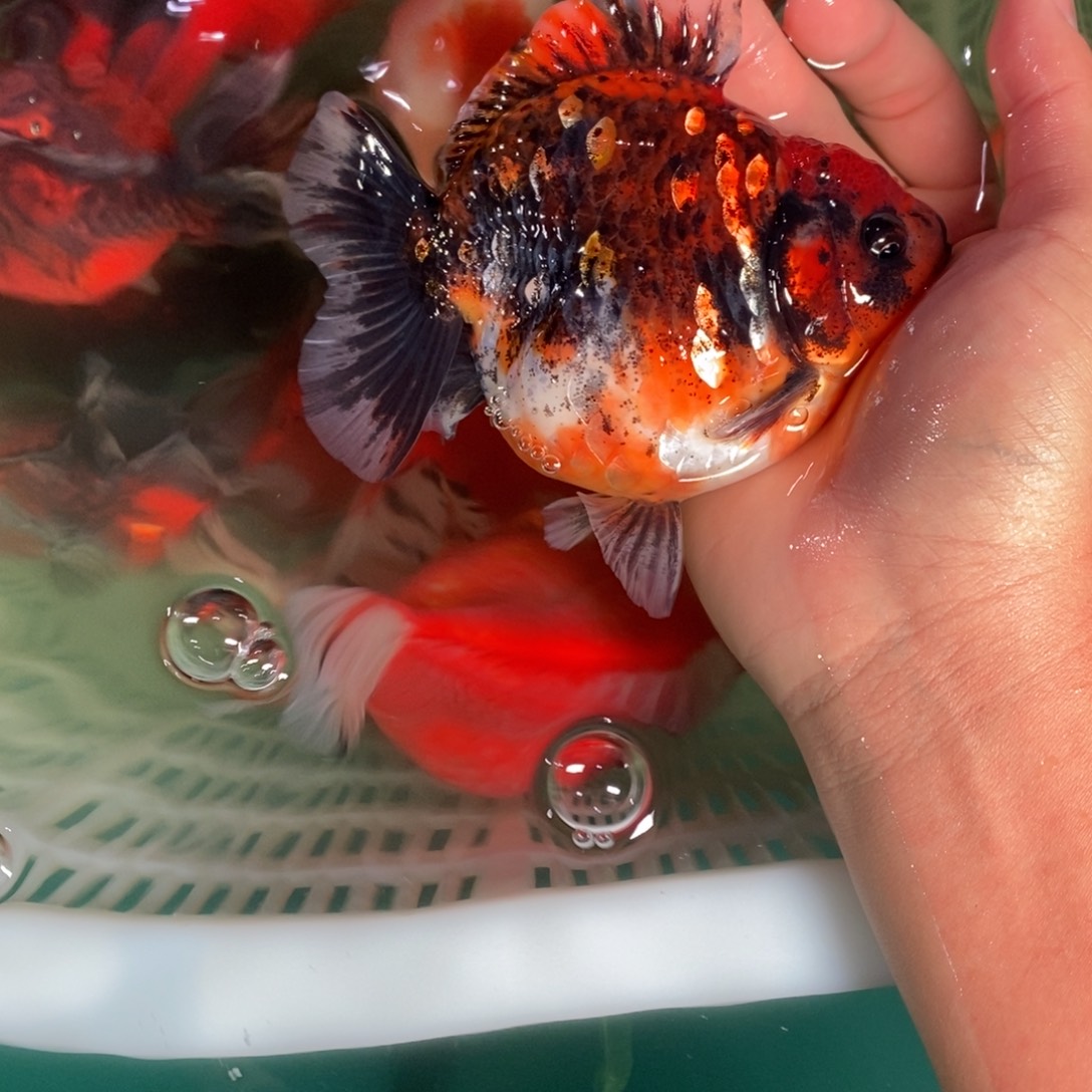 海水鱼11111111111