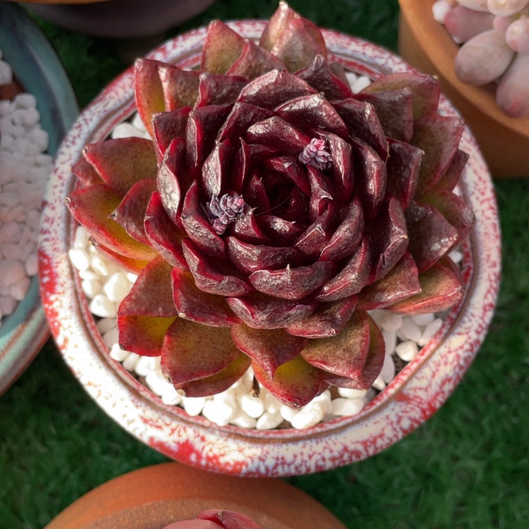 多肉植物盆栽多肉植物