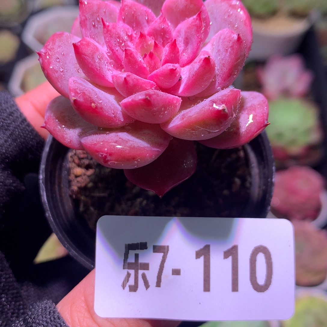 乐然 7-110 豆蔻单头 