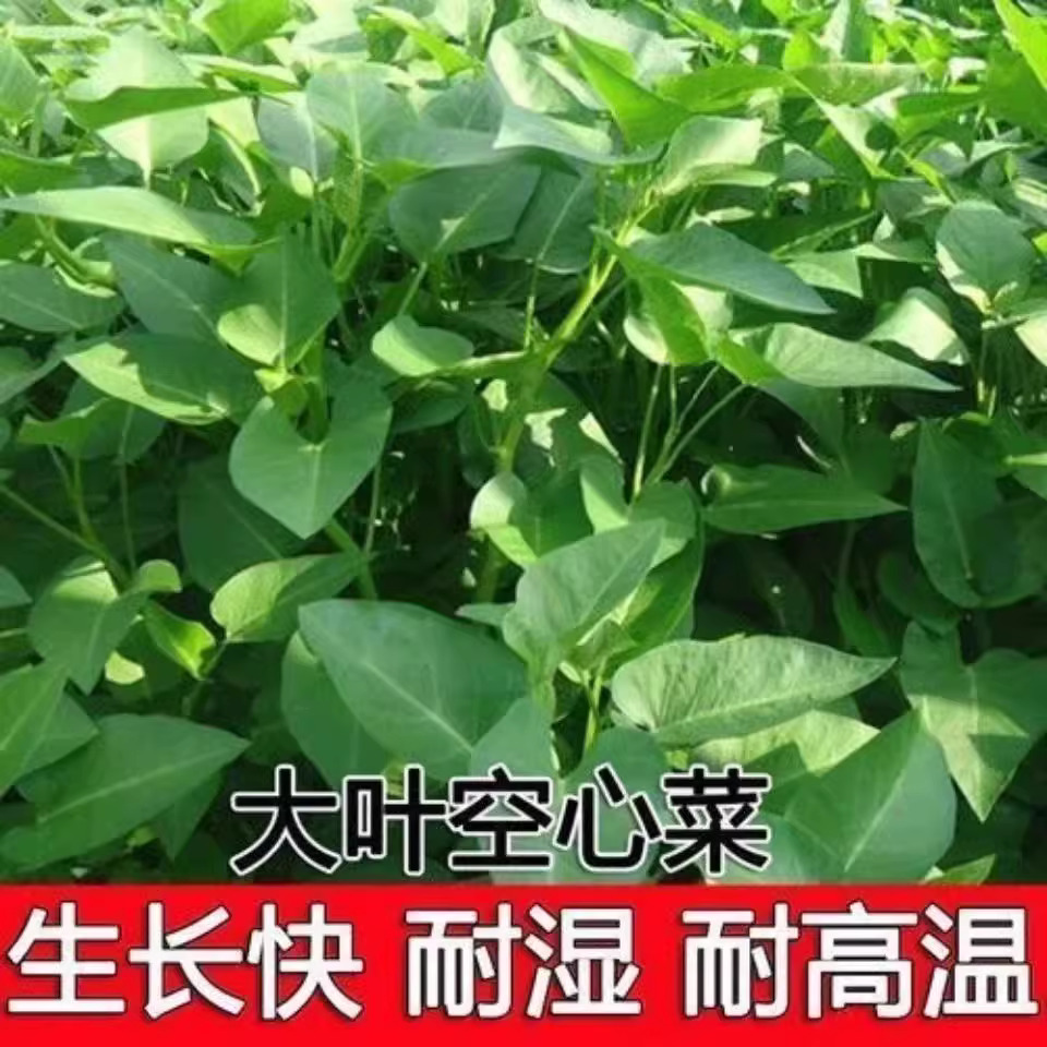 【全店满5包包邮】四季大叶空心菜种子圆叶空心长藤菜蔬菜青菜种子