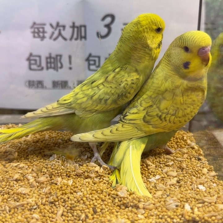 虎皮鹦鹉大头g虎皮鹦鹉