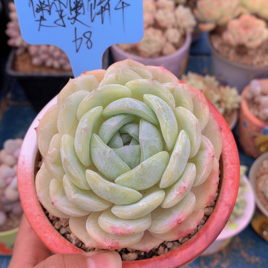 我家的小姐姐们都是我的小可爱