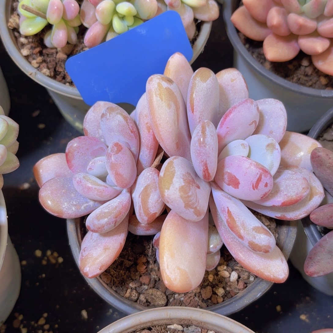 京***京云南金致家精品多肉