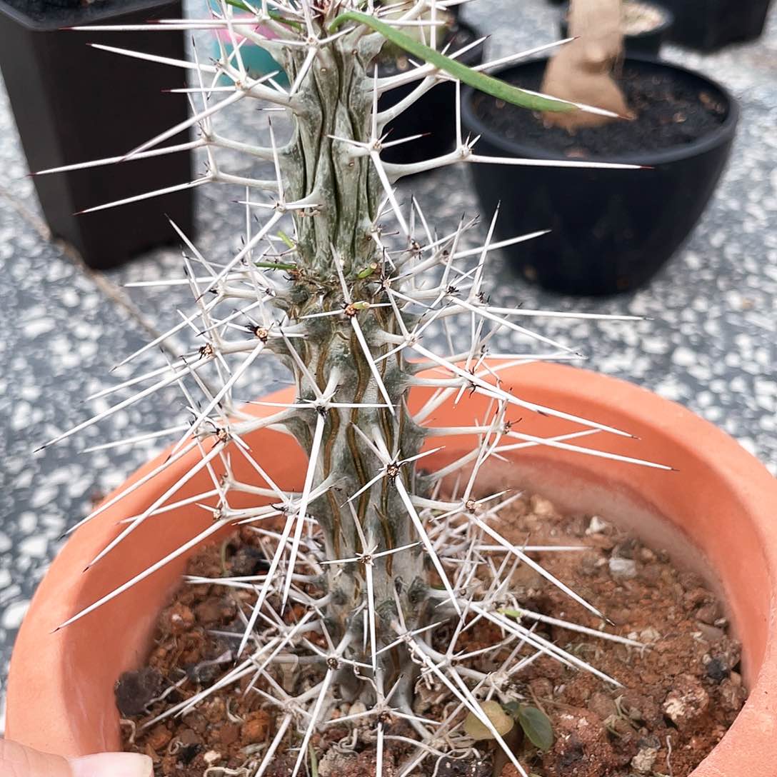 强刺龙树666666336666666666