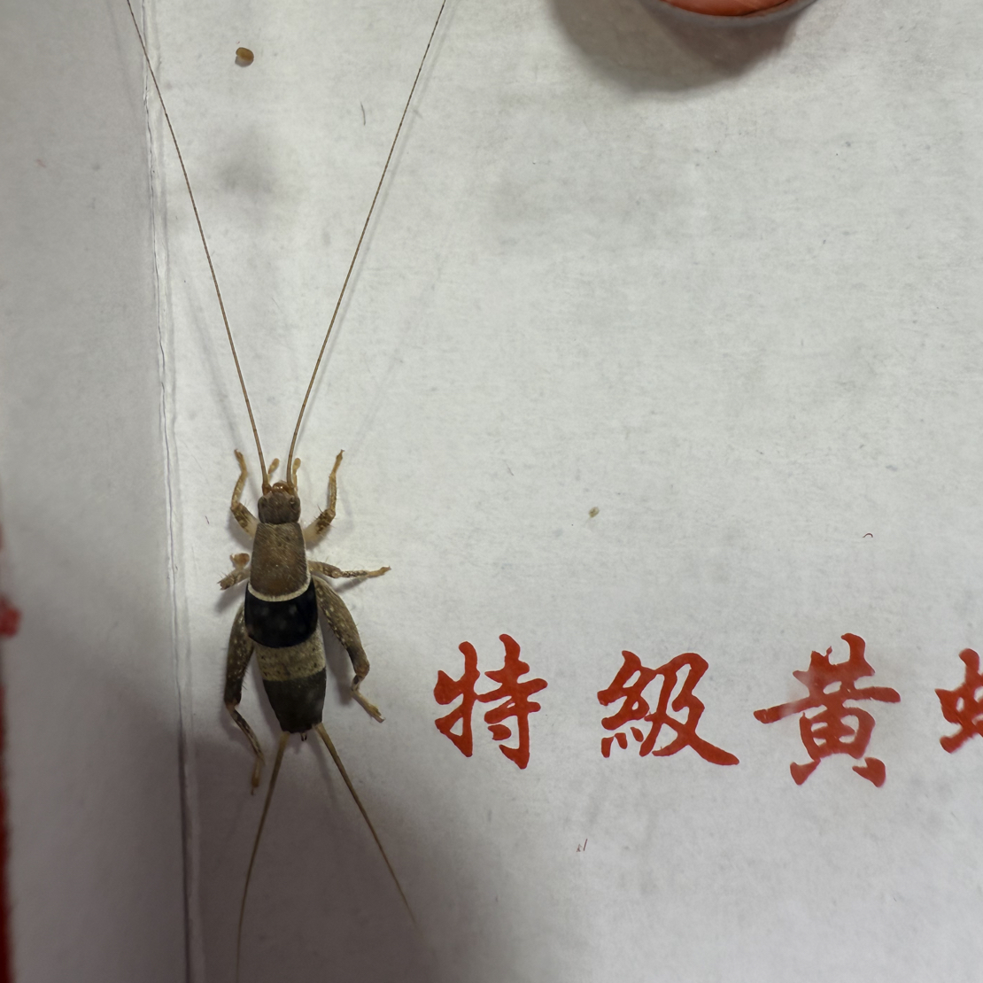 奥蟋之水墨仙子单音