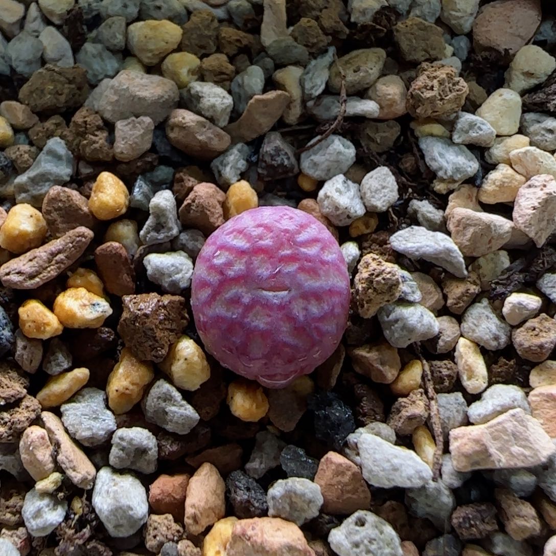 2-11-2-4当天满58包邮精品杂交1cm多肉脱土