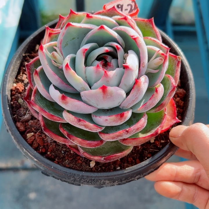 精品多肉植物老桩