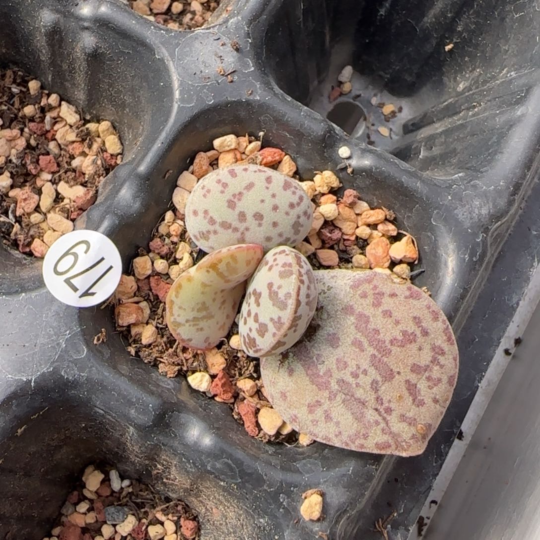 花蛋水泡多肉植物179母叶过阵会消耗