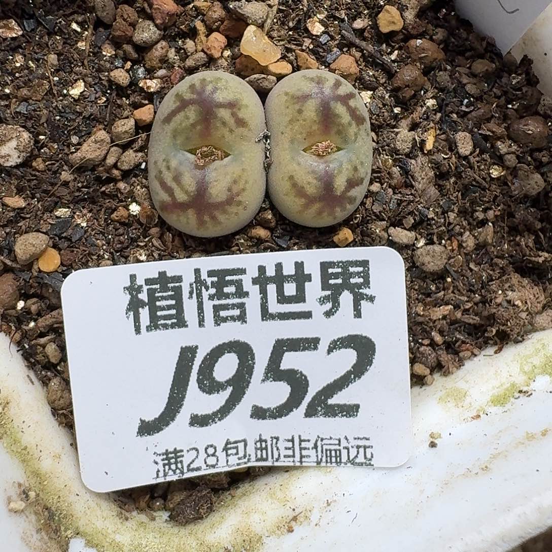 是***～多肉植物的人生vbnn