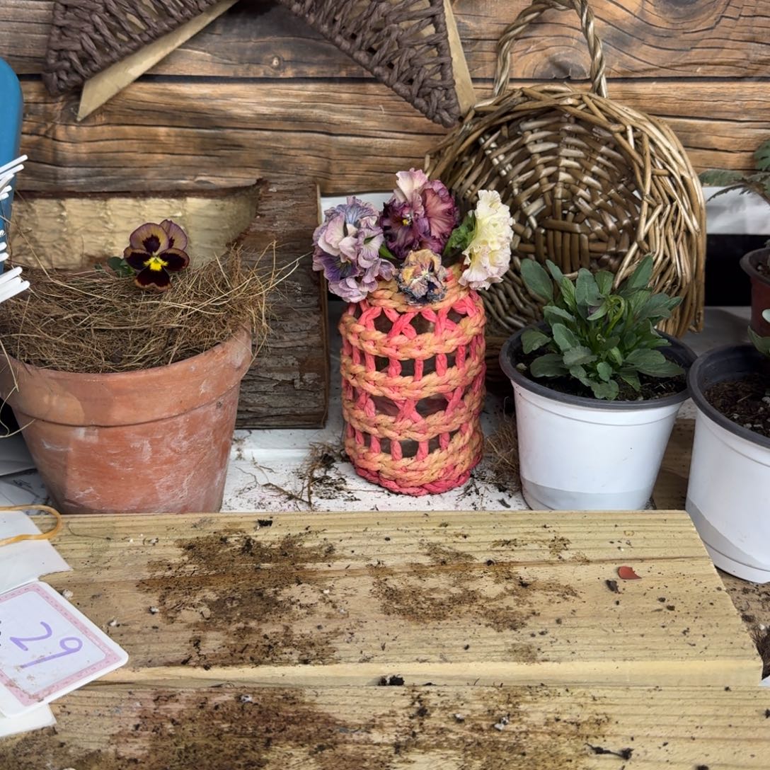 无花朵随机四颗角堇颜色随机