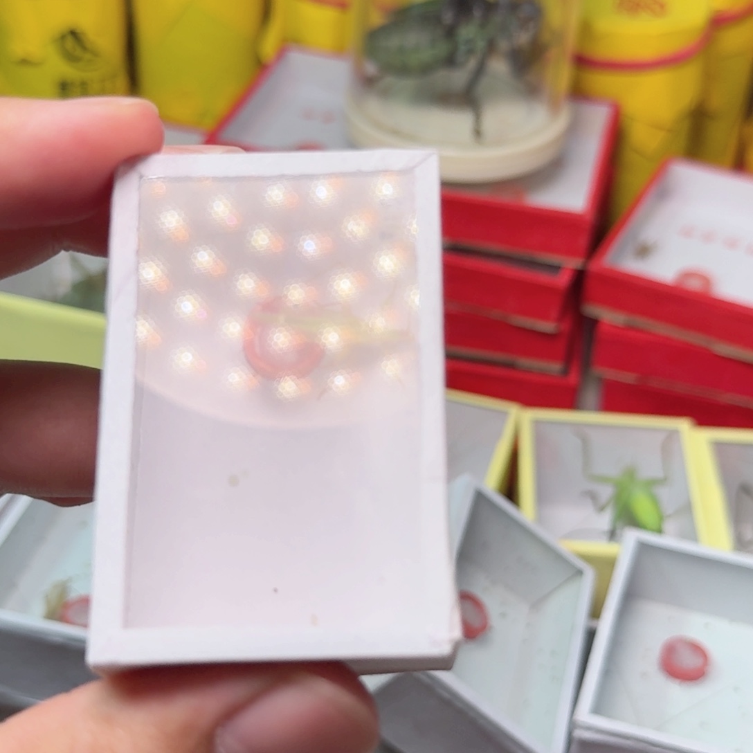 明***明柬埔寨竹蛉。       