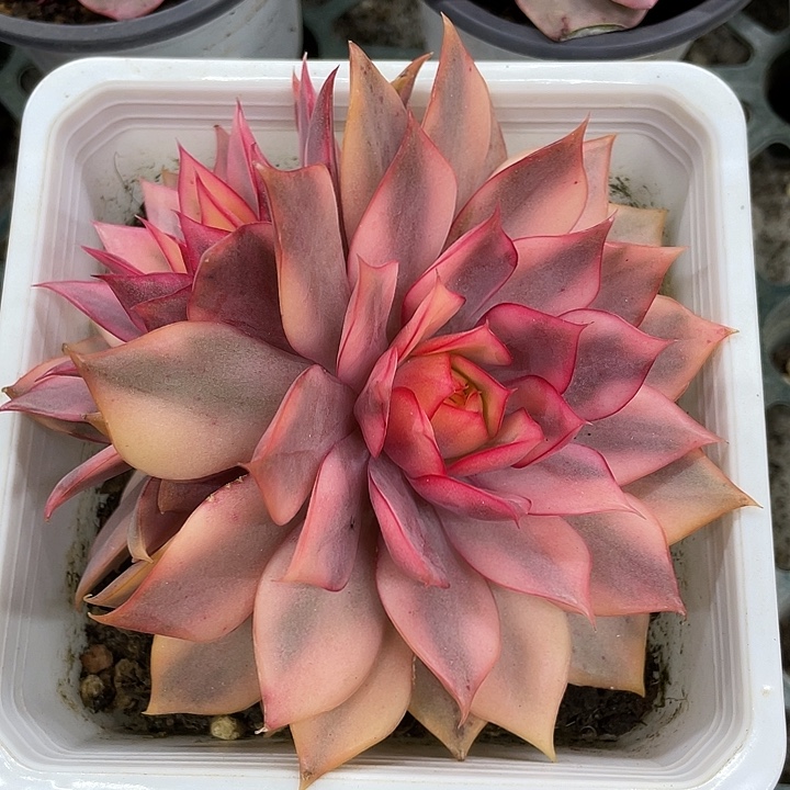 宝莲灯锦双头一物一拍