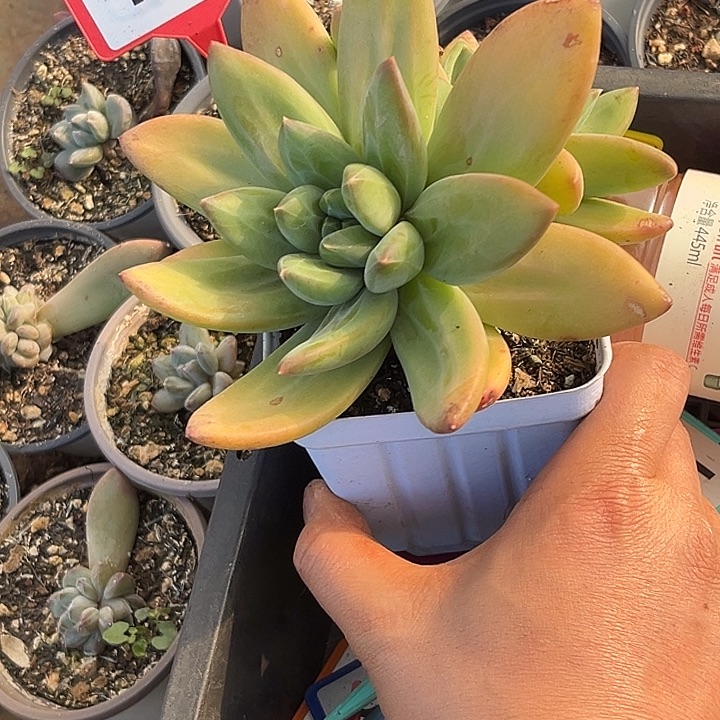 多肉植物海洋之歌742