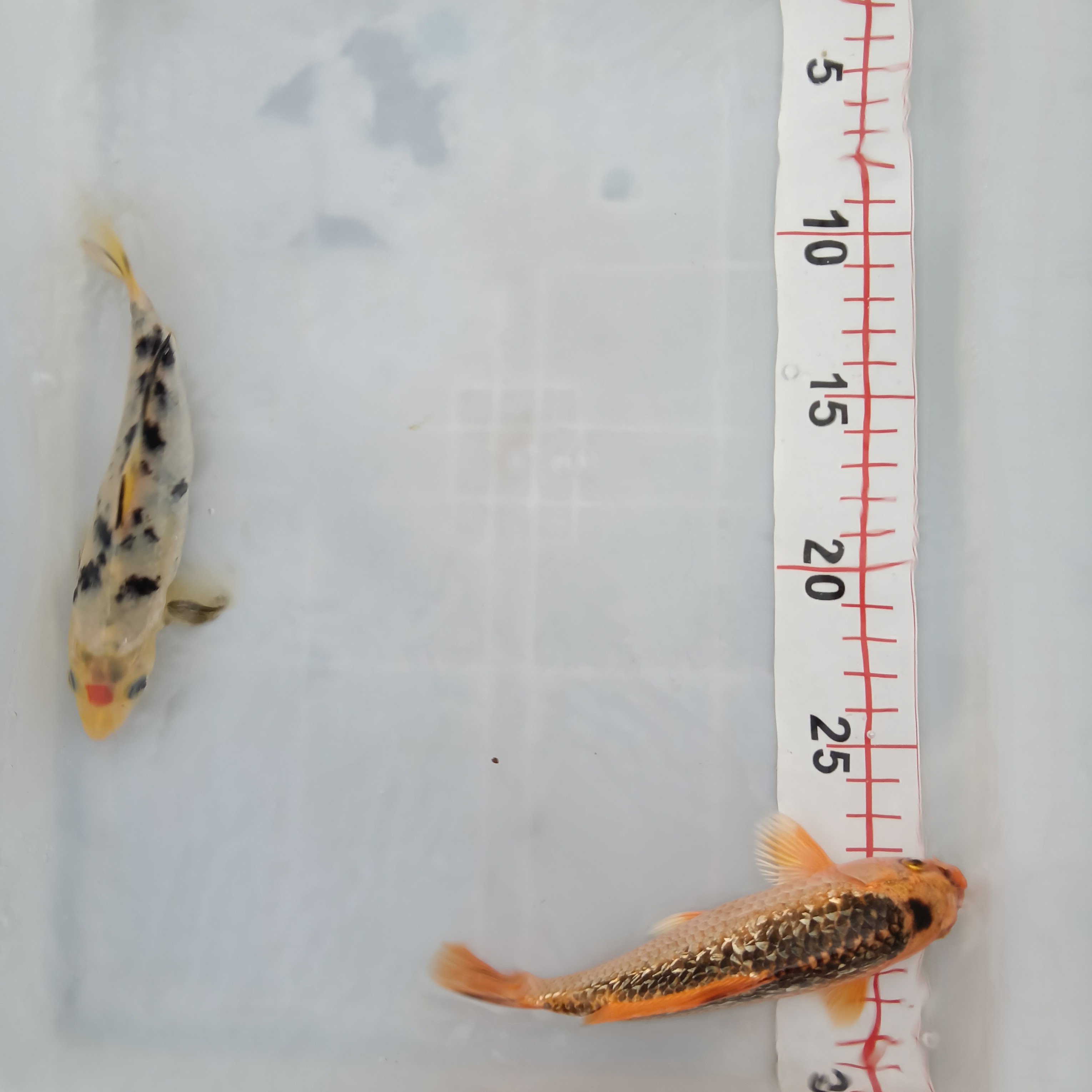 锦鲤活体冷水淡水观赏鱼好养耐活15厘米招财鱼