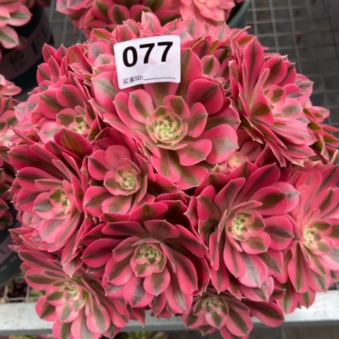077女巫23厘米左右