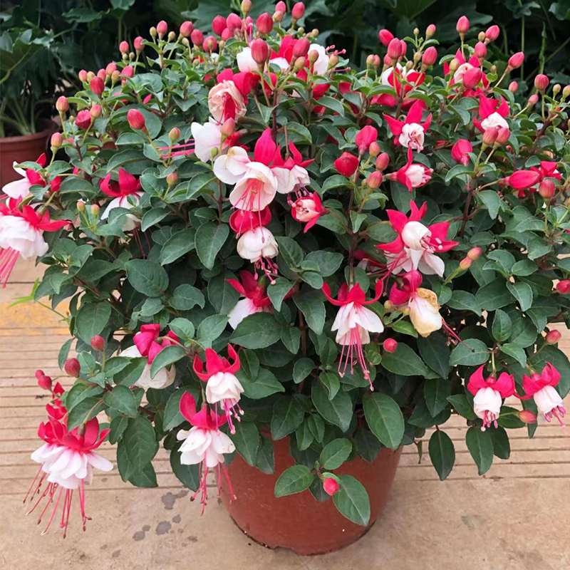 [带花苞倒挂金钟] 灯笼花盆栽四季开花卉植物客厅阳台耐寒好养活