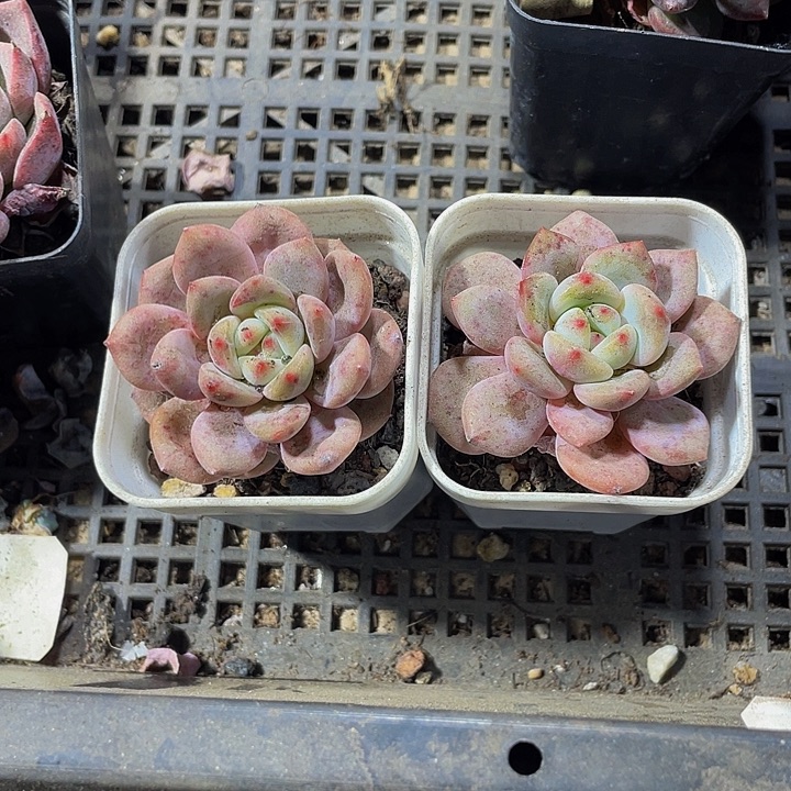 爱丽儿带盆土发货