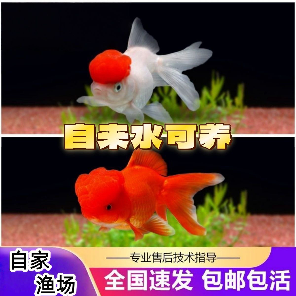 【大尺寸国粹金鱼】8-10厘米5条丹顶红狮龙睛淡水冷水观赏金鱼包邮