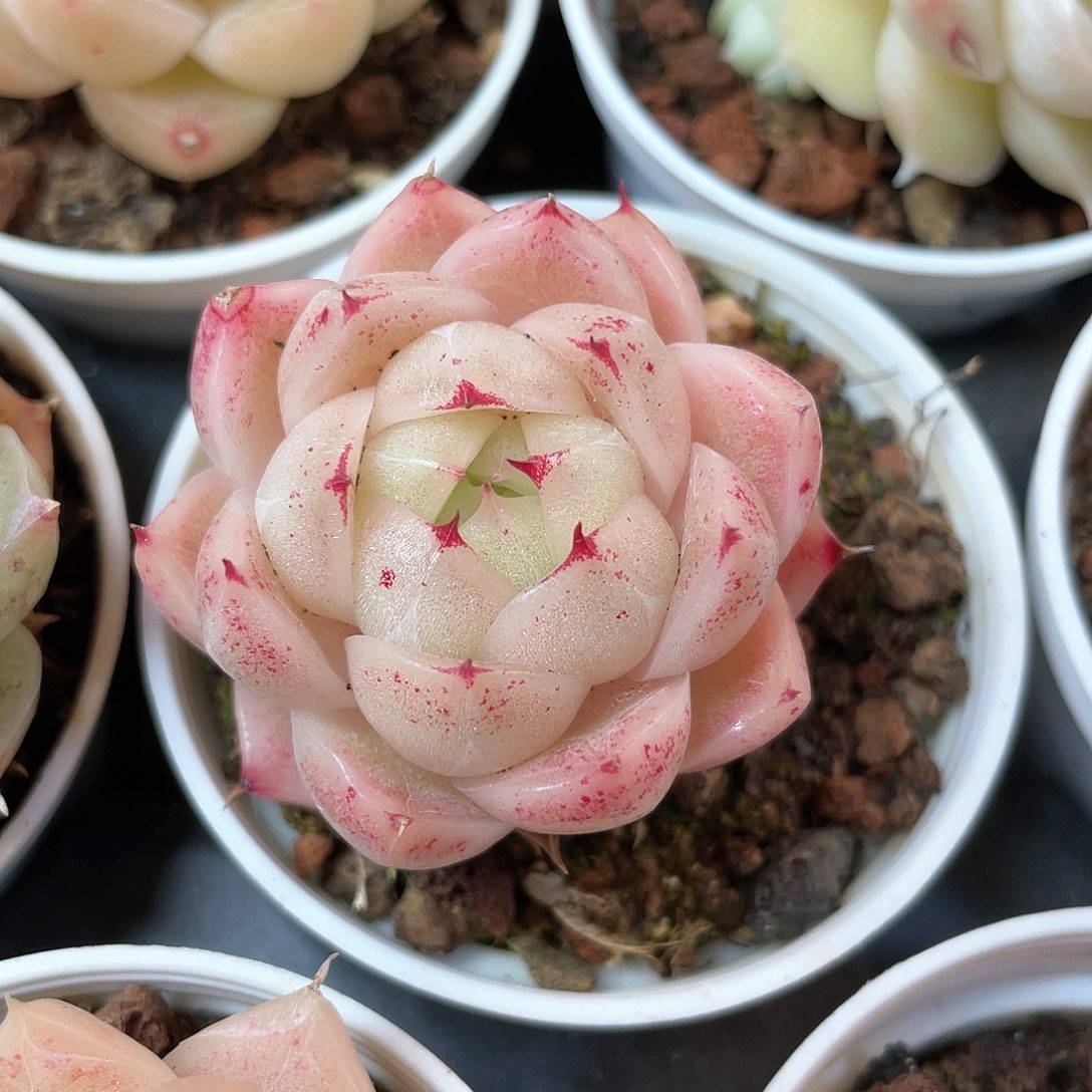 优选麦秆福利8750