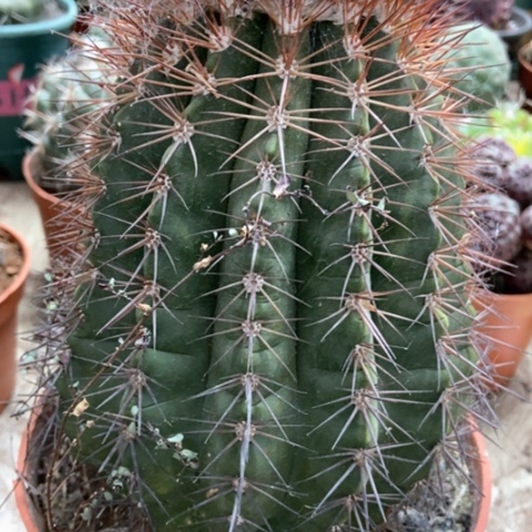 黄金云仙人球25米仙人球