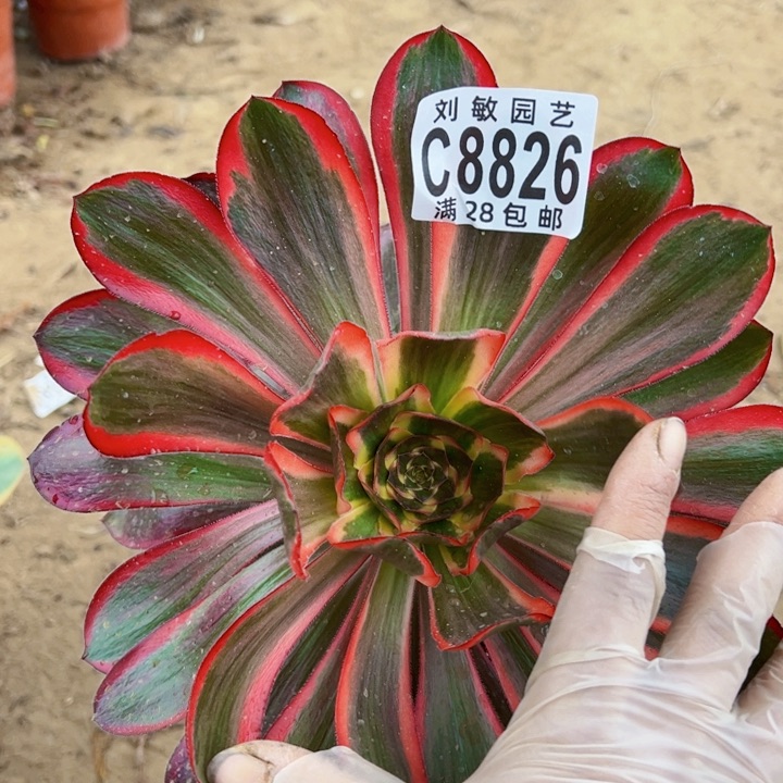 8826无毒锦多肉植物法师