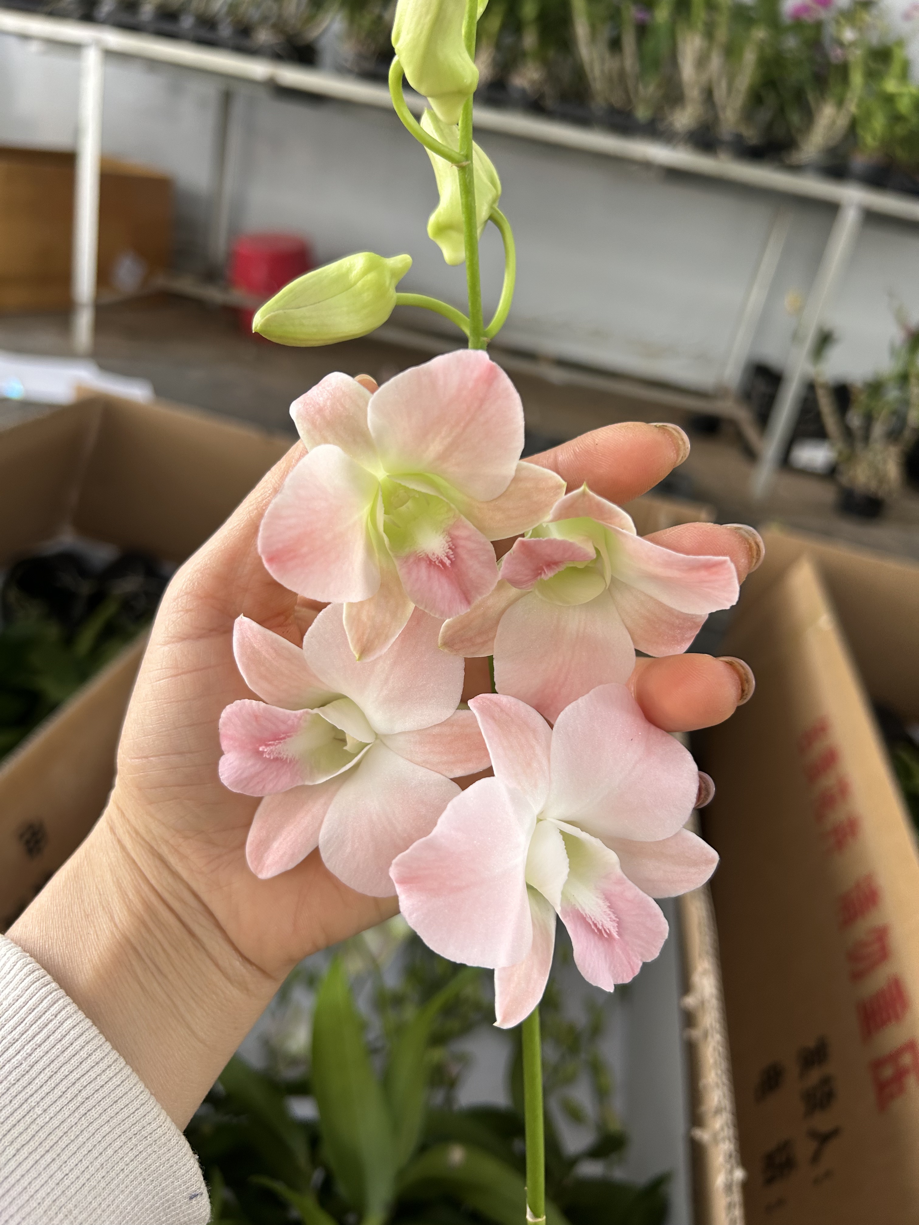 秋石斛（复古蜜桃 ）盆栽兰花多年生石斛兰