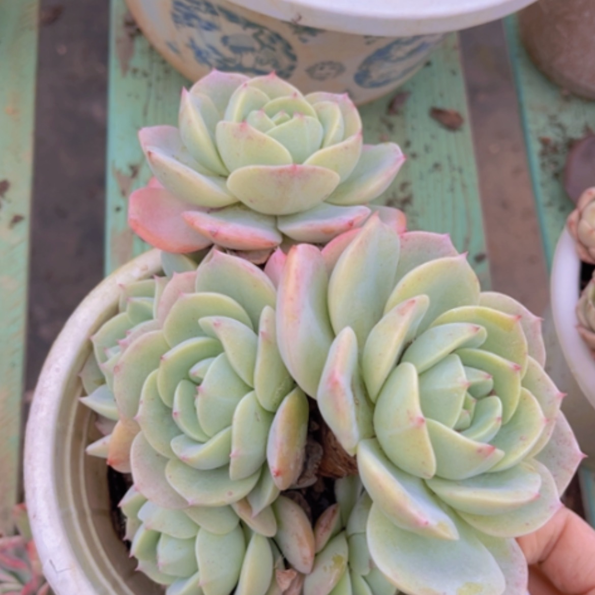 【闪购商品】恋曲16203