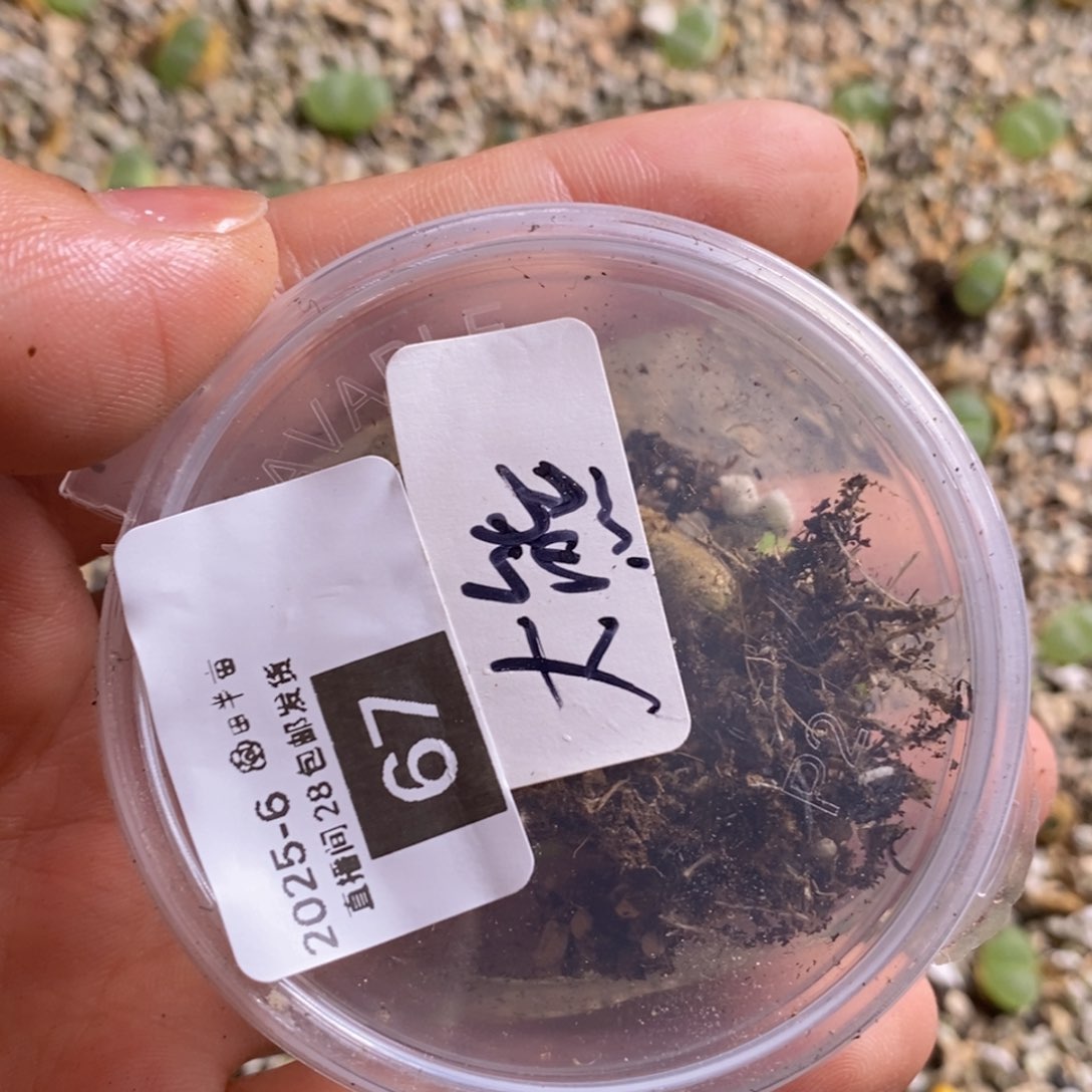 爱***雄好看好看6-67一手风铃