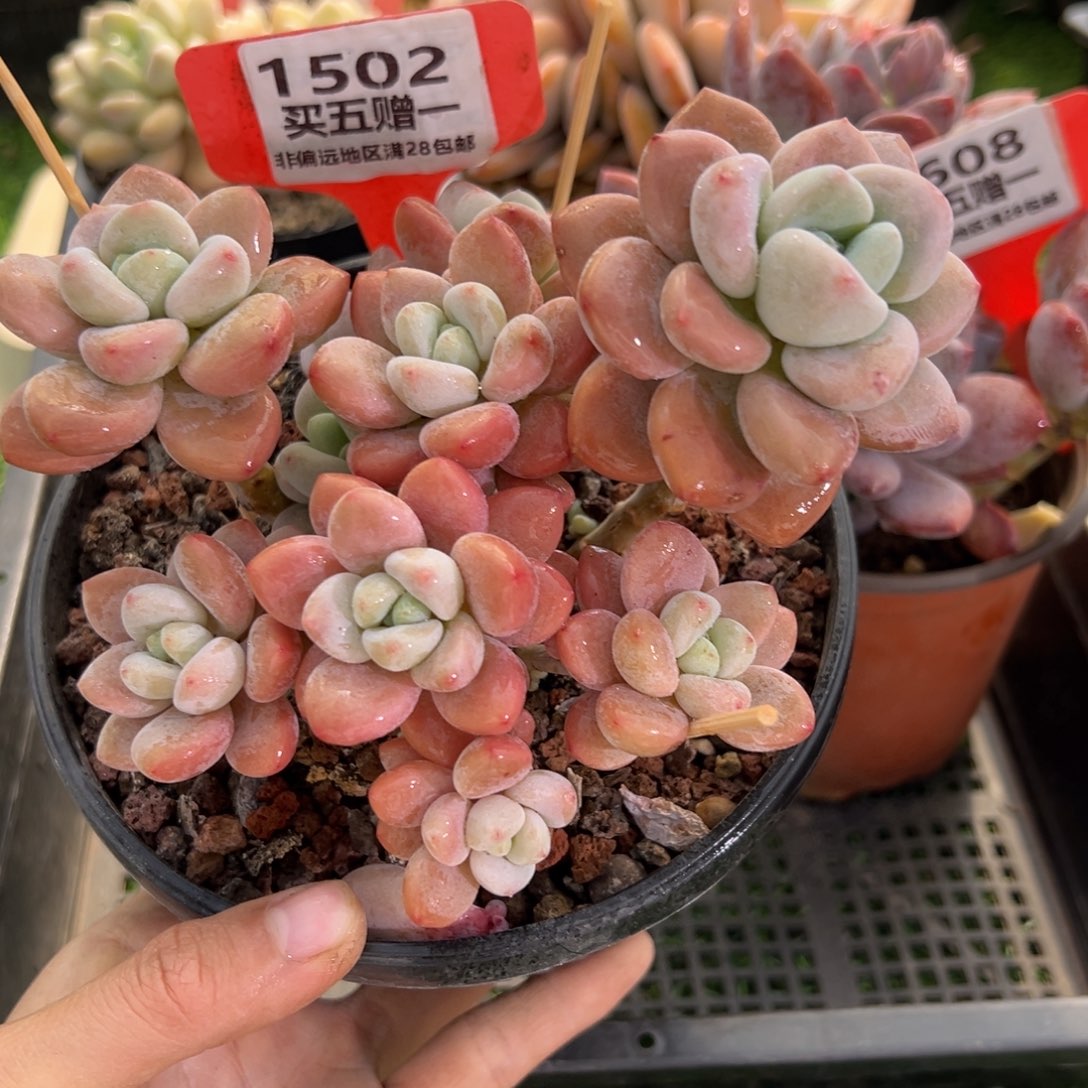 表妹精品多肉1502.