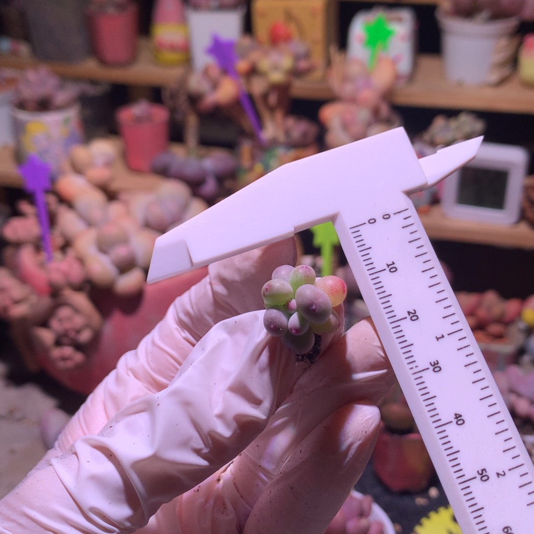 红宝石奶酪多肉pingguon