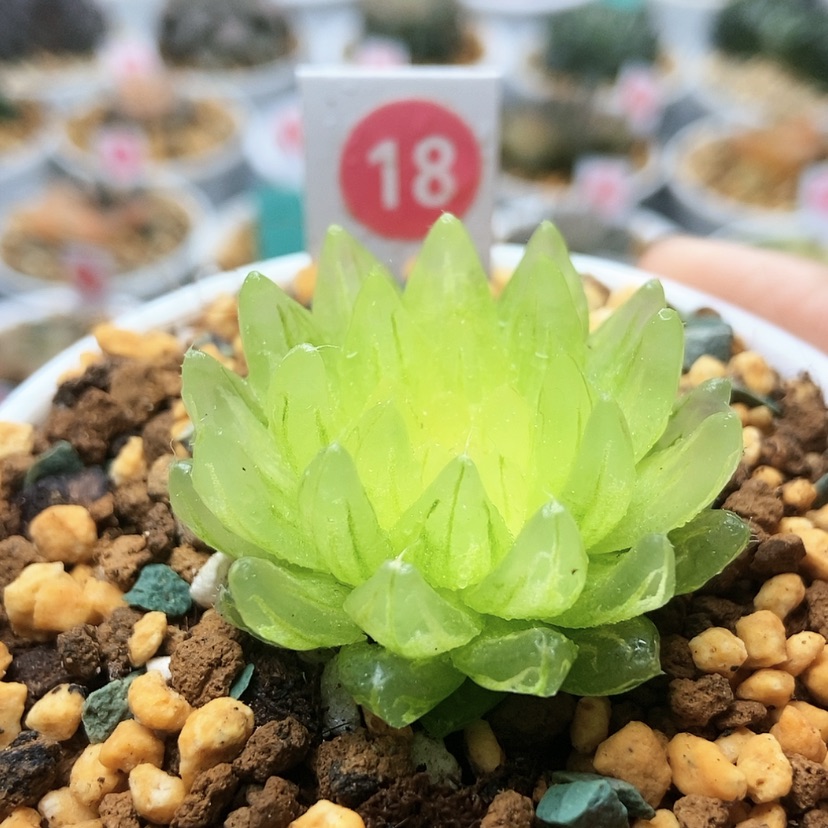 【闪购商品】冰晶18