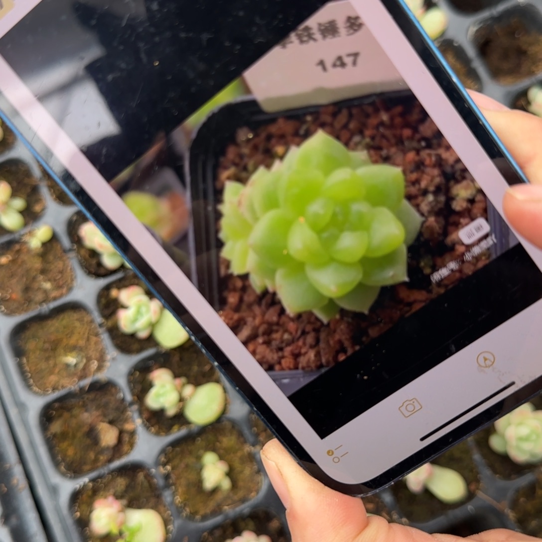 147 号3个穴满25包邮