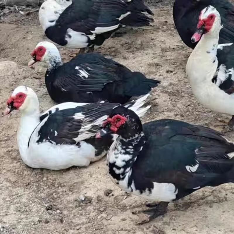 《1.5-2斤 》 包邮 宠物   《包红脸》观赏红脸番