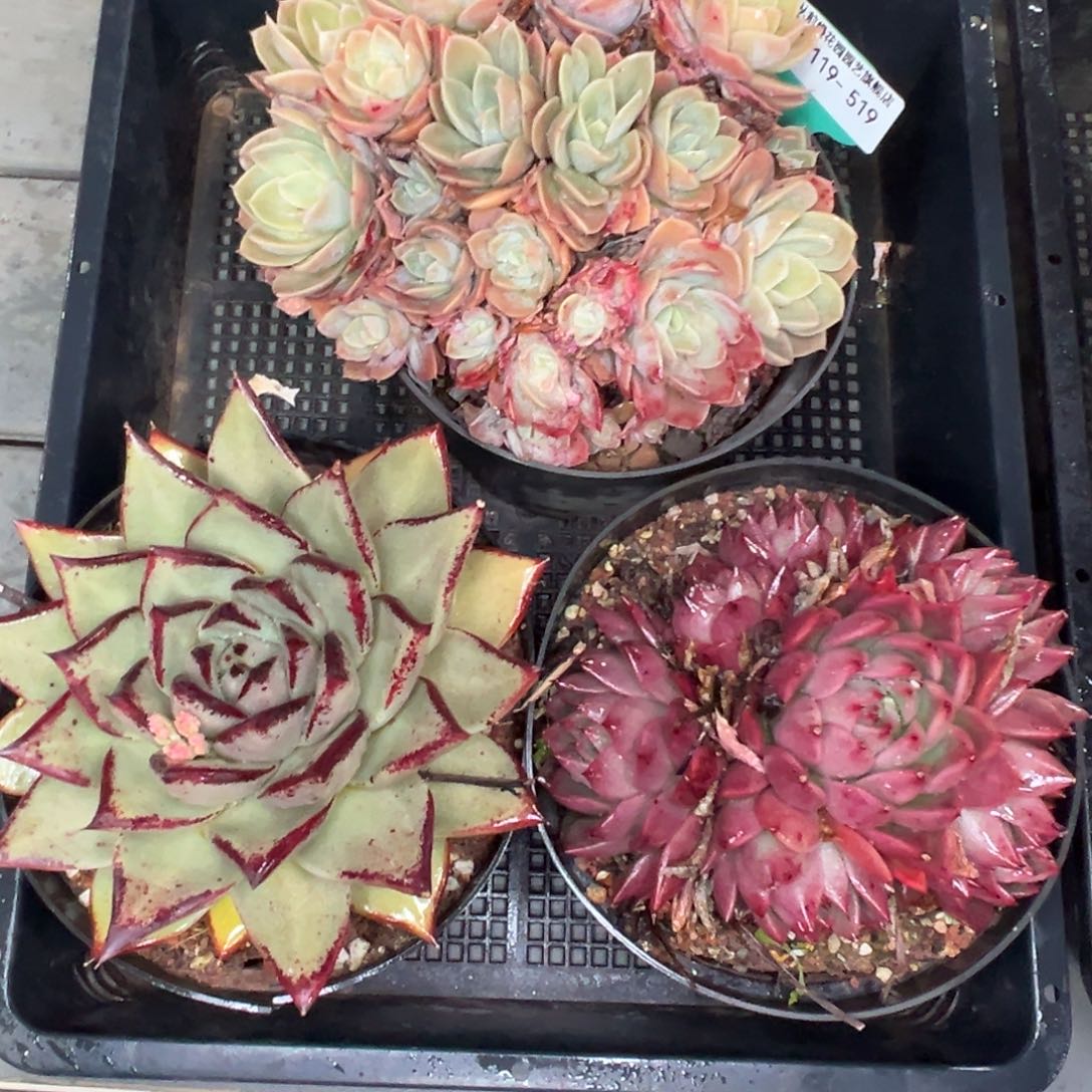 多肉精选编号0119.519