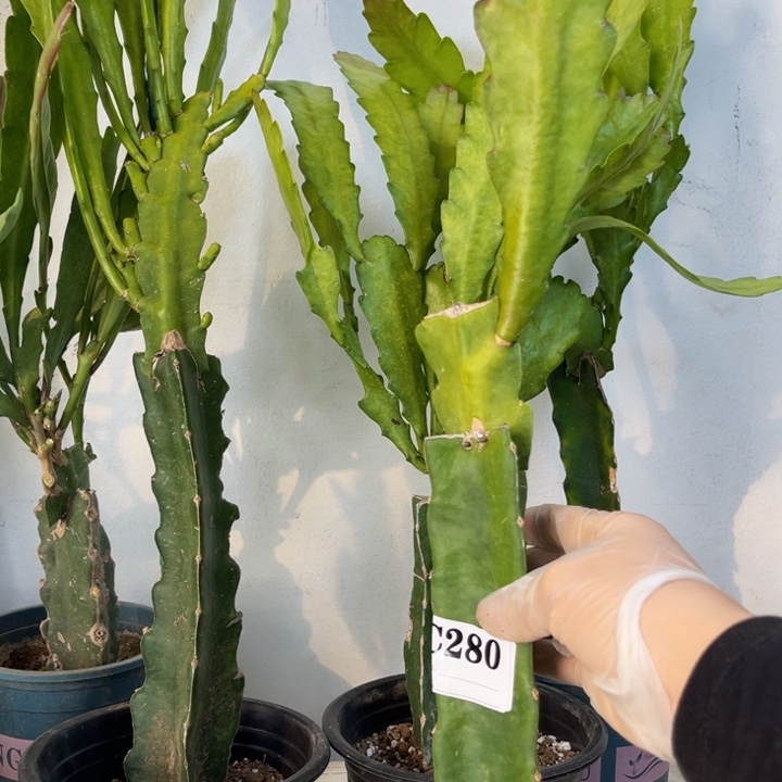 当前无花栽培后可以开花280