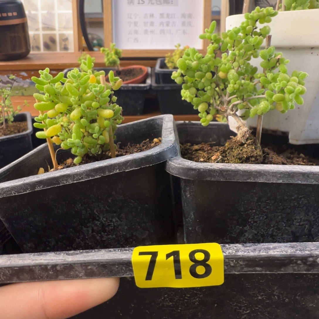 荣***儿带盆包邮偏远地区加运费718