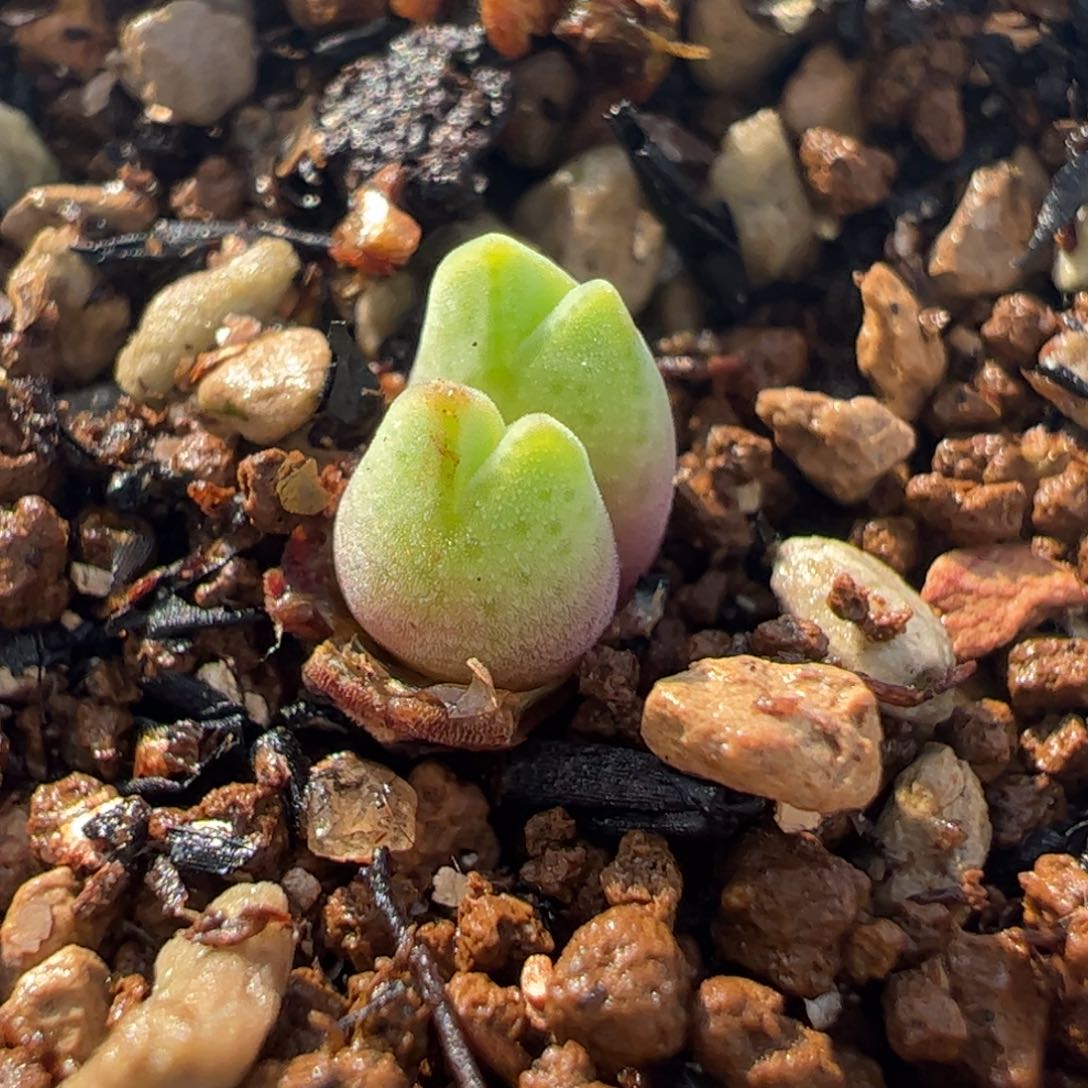 752多肉植物组合